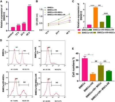 Silencing of SNHG12 Enhanced the Effectiveness of MSCs in Alleviating Ischemia/Reperfusion Injuries via the PI3K/AKT/mTOR Signaling Pathway